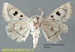 Protoschinia nuchalis NMSUACP0059154 V by NMSU. Used under a CC0 license.