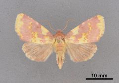 Psectrotarsia hebardi MEM353648 by Mississippi Entomological Museum. Used under a CC0 license.