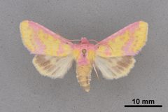 Psectrotarsia suavis MEM90107 by Mississippi Entomological Museum. Used under a CC0 license.