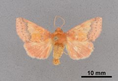Pyrrhia aurantiago MEM353636 by Mississippi Entomological Museum. Used under a CC0 license.