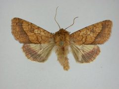 Pyrrhia cilisca by J.Gill, Canadian National Collection of Insects, Arachnids and Nematodes. Used under a CC BY-SA 3.0 license.