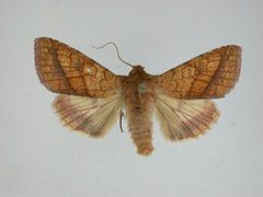 Pyrrhia cilisca1 by J.Gill, Canadian National Collection of Insects, Arachnids and Nematodes. Used under a CC BY-SA 3.0 license.