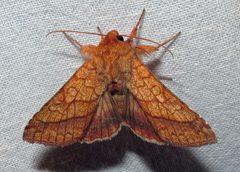Pyrrhia cilisca 1 by Jacy Lucier. Used under a CC BY-SA 4.0 license.