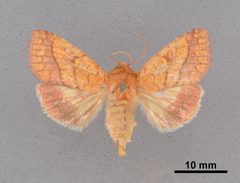 Pyrrhia cilisca MEM353625 by Mississippi Entomological Museum. Used under a CC0 license.