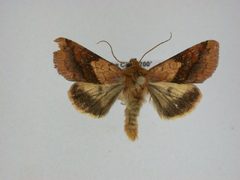 Pyrrhia exprimens1 by J.Gill, Canadian National Collection of Insects, Arachnids and Nematodes. Used under a CC BY-SA 3.0 license.