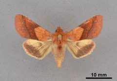Pyrrhia exprimens MEM353634 by Mississippi Entomological Museum. Used under a CC0 license.