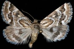 Schinia accessa syn. S. acutilinea by Unspecified. Used under a Copyrighted free use license.