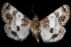 Schinia albafascia by Unspecified. Used under a Copyrighted free use license.