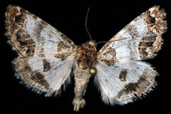 Schinia albafascia1 by Unspecified. Used under a Copyrighted free use license.