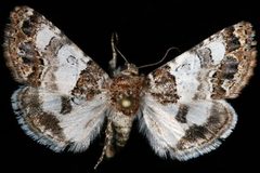 Schinia albafascia2 by Unspecified. Used under a Copyrighted free use license.