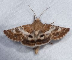 Schinia albafascia 24842941 by Don Loarie. Used under a CC BY 4.0 license.