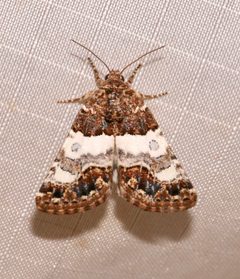 Schinia albafascia 53426411 by Laura Gaudette. Used under a CC BY 4.0 license.