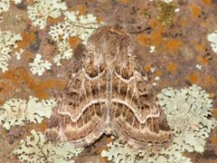 Schinia angulilinea by Laura Gaudette. Used under a CC BY 4.0 license.