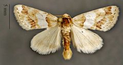 Schinia argentifascia DPG1HEXA0004061 by Dugway Proving Ground Natural History Collection. Used under a CC0 license.