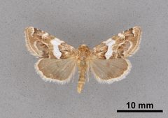 Schinia argentifascia MEM366170 by Mississippi Entomological Museum. Used under a CC0 license.