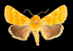 Schinia biforma2 by Unspecified. Used under a Copyrighted free use license.