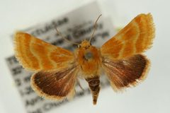 Schinia biforma4 by Unspecified. Used under a Copyrighted free use license.