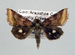 Schinia bina by Unspecified. Used under a Copyrighted free use license.