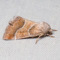 Schinia buta 4376186 by Ken-ichi Ueda. Used under a CC BY 4.0 license.