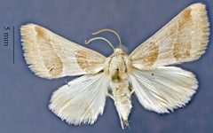 Schinia buta DPG1HEXA0004063 by Dugway Proving Ground Natural History Collection. Used under a CC0 license.