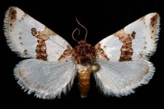 Schinia ciliata by Unspecified. Used under a Copyrighted free use license.