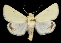 Schinia citrinella by Unspecified. Used under a Copyrighted free use license.