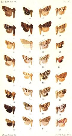 CATALOGUE-BM-LVI by Sir GEORGE F. HAMPSON, Bart.. Used under a Public domain license.