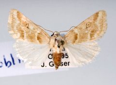 Schinia coercita by Unspecified. Used under a Copyrighted free use license.