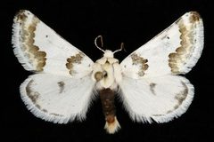Schinia cumatilis by Unspecified. Used under a Copyrighted free use license.