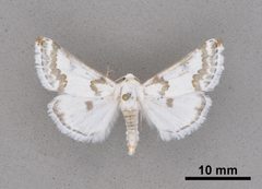 Schinia cumatilis MEM366278 by Mississippi Entomological Museum. Used under a CC0 license.