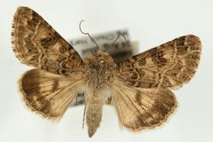 Schinia cupes by Unspecified. Used under a Copyrighted free use license.
