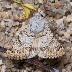 Schinia deserticola 34114766 by Ken-ichi Ueda. Used under a CC BY 4.0 license.