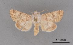 Schinia deserticola MEM354567 by Mississippi Entomological Museum. Used under a CC0 license.