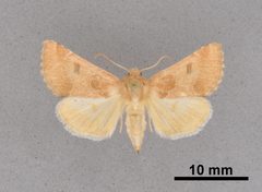 Schinia diffusa MEM362624 by Mississippi Entomological Museum. Used under a CC0 license.