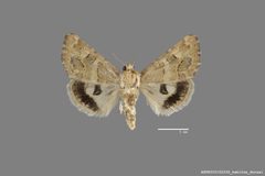 Schinia erosa ASUHIC0102230 by Arizona State University Hasbrouck Insect Collection. Used under a CC0 license.
