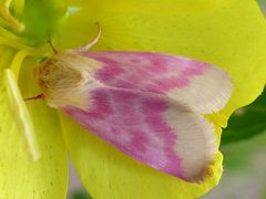 Schinia florida 30702202 by Christian Grenier. Used under a CC0 license.
