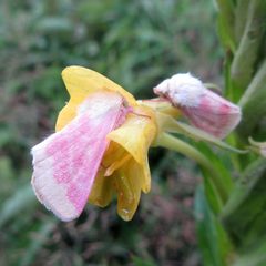 Schinia florida 87195235 by jcw. Used under a CC BY 4.0 license.