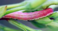 Schinia florida larva 158699 by Jeff Hooper. Used under a CC BY 4.0 license.