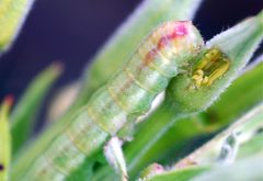 Schinia florida larva 158700 by Jeff Hooper. Used under a CC BY 4.0 license.