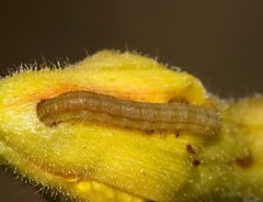 Schinia florida larva 22039369 by Laura Gaudette. Used under a CC BY 4.0 license.