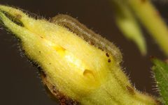 Schinia florida larva 22039371 by Laura Gaudette. Used under a CC BY 4.0 license.