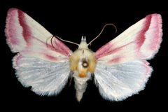 Schinia gaurae by Unspecified. Used under a Copyrighted free use license.