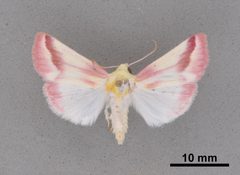 Schinia gaurae MEM354606 by Mississippi Entomological Museum. Used under a CC0 license.