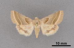 Schinia grandimedia MEM91750 by Mississippi Entomological Museum. Used under a CC0 license.