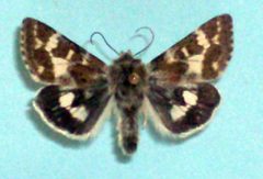 Schinia honesta by Unspecified. Used under a Copyrighted free use license.