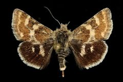 Schinia intermontana by Unspecified. Used under a Copyrighted free use license.