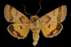 Schinia jaguarina by Unspecified. Used under a Copyrighted free use license.