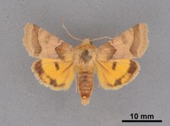 Schinia jaguarina MEM354510 by Mississippi Entomological Museum. Used under a CC0 license.