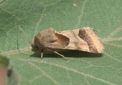 Schinia jaguarina P1230158a by 
xpda. Used under a CC BY-SA 4.0 license.