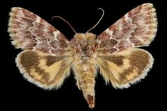 Schinia lucens by Unspecified. Used under a Copyrighted free use license.